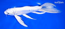 9.25" DOITSU PLATINUM OGON BUTTERFLY