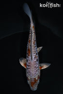 5.5" DOITSU METALLIC OCHIBA SHIGURE