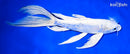9.25" DOITSU PLATINUM OGON BUTTERFLY
