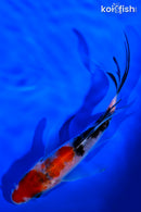 5.25" SANKE BUTTERFLY