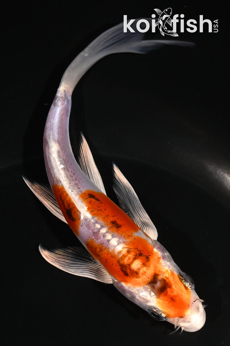 5.5" HEISEI NISHIKI BUTTERFLY