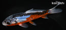 5.75" HI SHUSUI