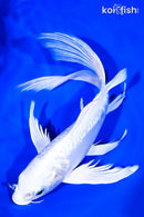 9.25" DOITSU PLATINUM OGON BUTTERFLY