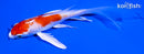 5" KIKUSUI BUTTERFLY