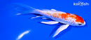 5" KIKUSUI BUTTERFLY