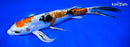 9" HEISEI NISHIKI BUTTERFLY