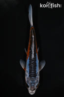 5.75" HI SHUSUI