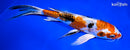 9" HEISEI NISHIKI BUTTERFLY