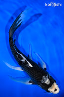 10.25" MATSUKAWABAKE BUTTERFLY