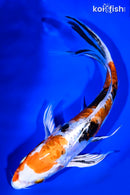 9" HEISEI NISHIKI BUTTERFLY