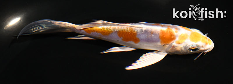 5" KIKUSUI BUTTERFLY