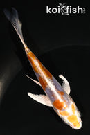 5" KIKUSUI BUTTERFLY