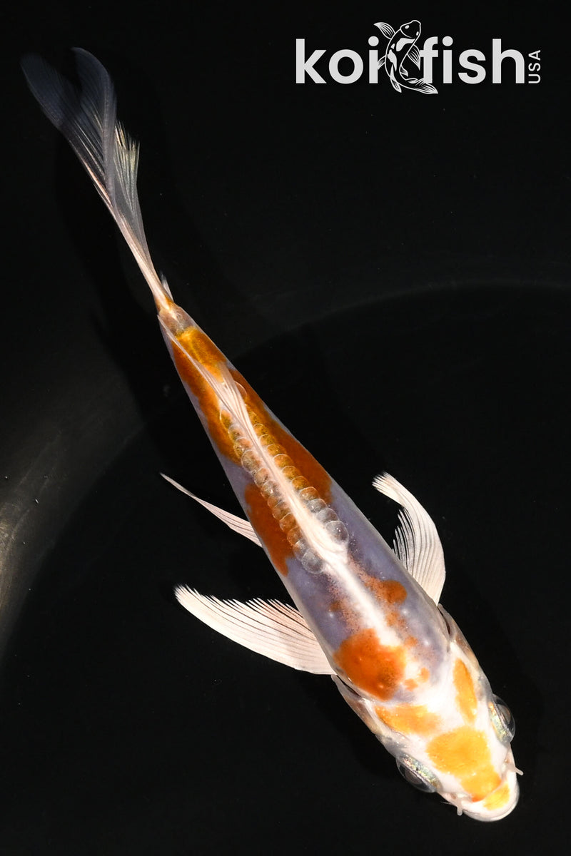 5" KIKUSUI BUTTERFLY