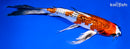 10.5" GINRIN KUJAKU BUTTERFLY