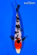 5.5" SANKE