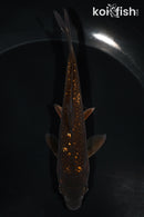 5.5" GINRIN CHAGOI