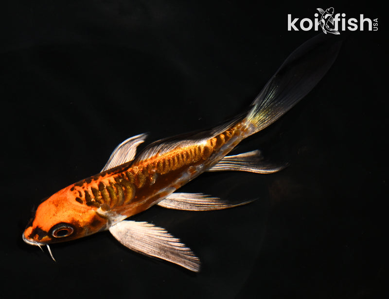 5.5" DOITSU ORENJI MATSUBA BUTTERFLY