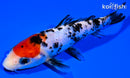 5.5" SANKE