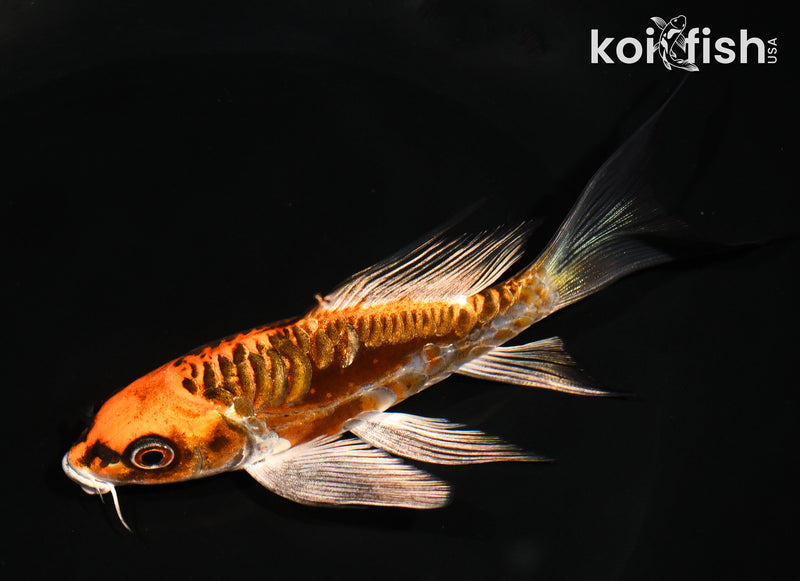 5.5" DOITSU ORENJI MATSUBA BUTTERFLY