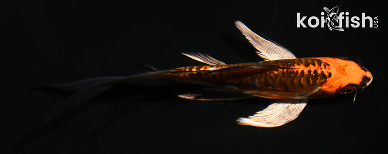 5.5" DOITSU ORENJI MATSUBA BUTTERFLY
