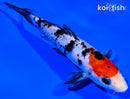 5.5" SANKE