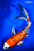 10.5" GINRIN KUJAKU BUTTERFLY