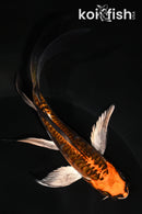 5.5" DOITSU ORENJI MATSUBA BUTTERFLY