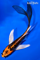 5.75" BENI KIKOKURYU BUTTERFLY