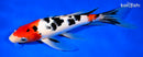 10" SANKE BUTTERFLY