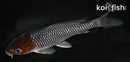 5.5" OCHIBA SHIGURE