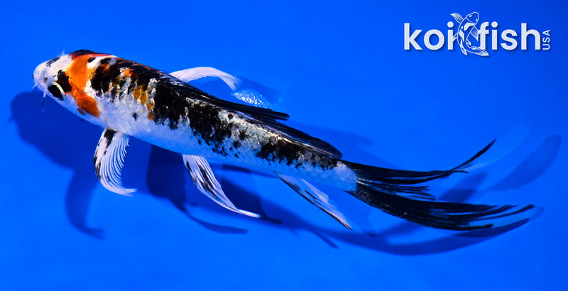 5" YAMATO NISHIKI BUTTERFLY