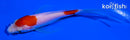 4.75" KOHAKU BUTTERFLY