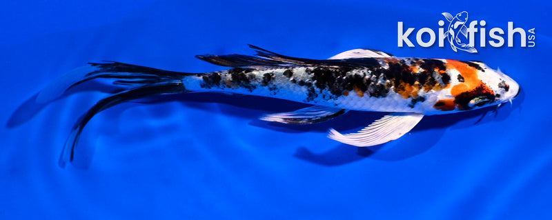 5" YAMATO NISHIKI BUTTERFLY