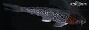 5.5" OCHIBA SHIGURE