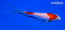 4.75" KOHAKU BUTTERFLY