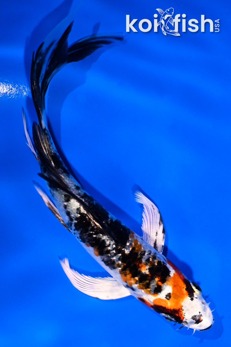 5" YAMATO NISHIKI BUTTERFLY