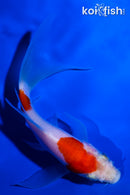 4.75" KOHAKU BUTTERFLY