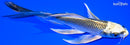 6" KIN KI MATSUBA BUTTERFLY