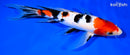 10" SANKE BUTTERFLY