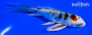 4.5" YAMATO NISHIKI BUTTERFLY