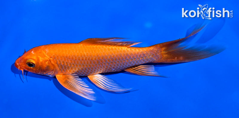 5.5" ORENJI OGON BUTTERFLY