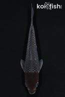 5.5" OCHIBA SHIGURE