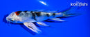 4.5" YAMATO NISHIKI BUTTERFLY