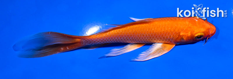 5.5" ORENJI OGON BUTTERFLY