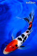 10" SANKE BUTTERFLY