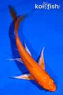 5.5" ORENJI OGON BUTTERFLY