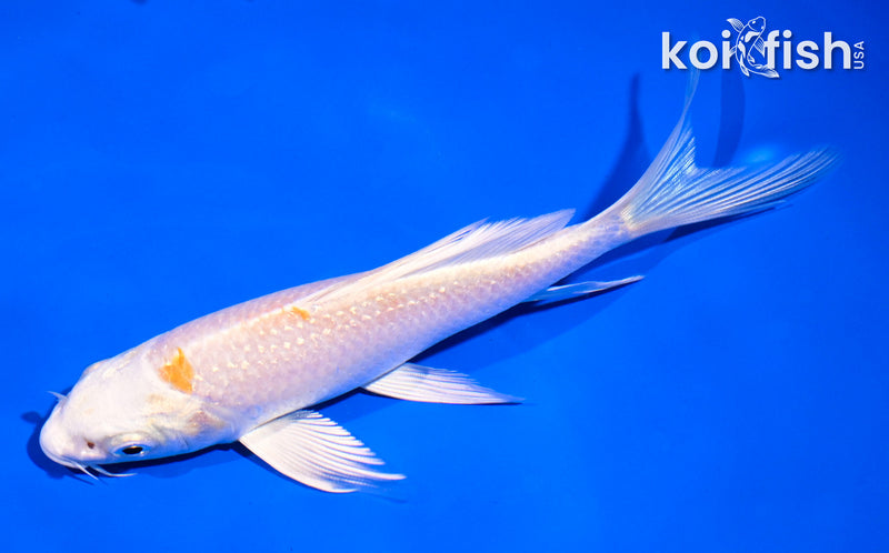 5.5" HARIWAKE BUTTERFLY