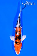 6.5" HEISEI NISHIKI