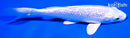 5.75" GINRIN PLATINUM OGON