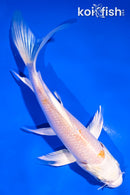 5.5" HARIWAKE BUTTERFLY